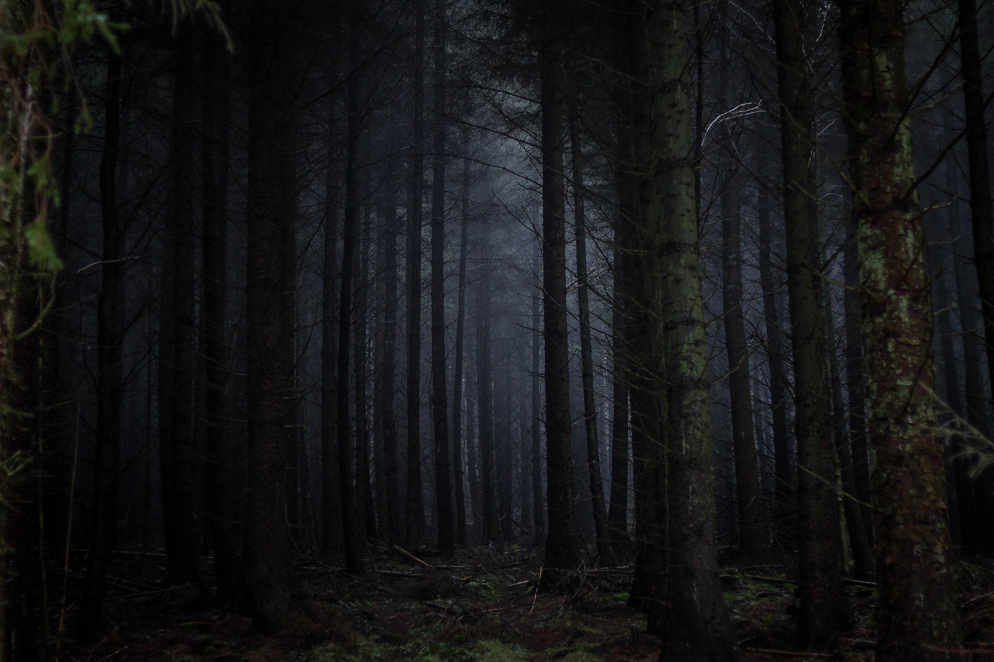 A dark forest.