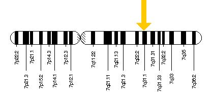 genetic location of FOXP2